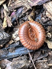 Trigoniulus corallinus