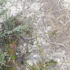 Pygopus lepidopodus