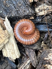 Trigoniulus corallinus