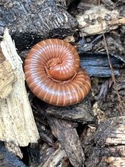 Trigoniulus corallinus