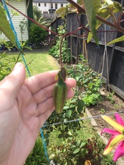 Passiflora antioquiensis