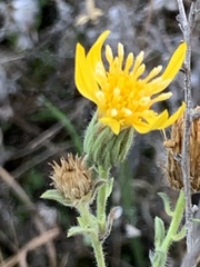Heterotheca sessiliflora echioides