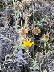 Heterotheca sessiliflora echioides
