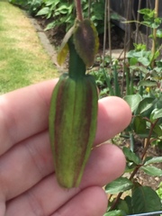 Passiflora antioquiensis