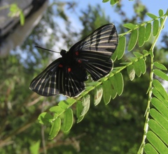 Melanis cephise