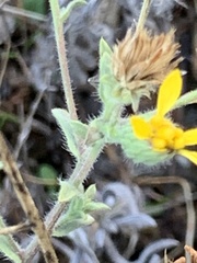 Heterotheca sessiliflora echioides