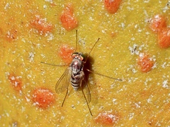Dolichopodidae