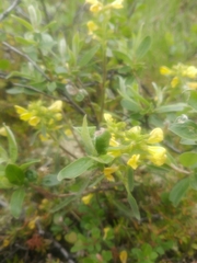 Papilio machaon aliaska