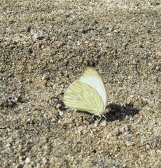 Ascia monuste monuste