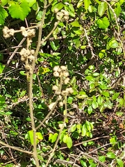 Sida cordifolia