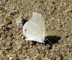 Cupido comyntas texana