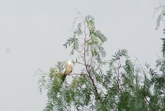 Nymphicus hollandicus domesticus