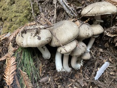 Agaricus deardorffensis