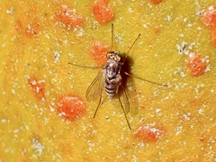 Dolichopodidae