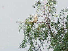 Nymphicus hollandicus domesticus