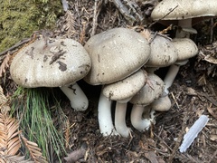 Agaricus deardorffensis