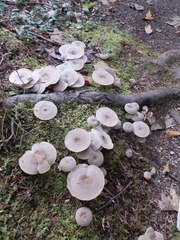 Lactarius mammosus
