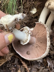 Agaricus deardorffensis