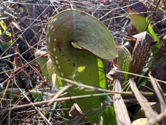 Sarracenia minor