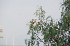 Nymphicus hollandicus domesticus