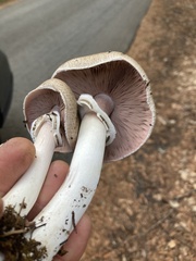 Agaricus deardorffensis