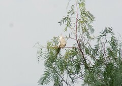 Nymphicus hollandicus domesticus