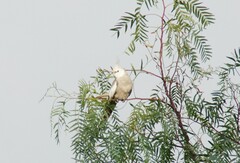 Nymphicus hollandicus domesticus