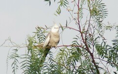 Nymphicus hollandicus domesticus