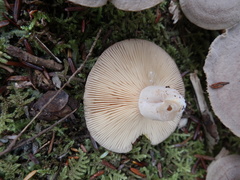 Lactarius mammosus