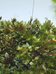 Ptychostomum capillare