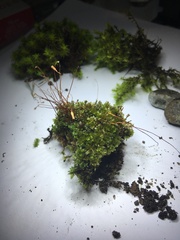 Ptychostomum capillare