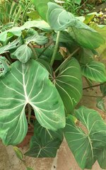 Philodendron gloriosum