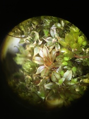 Ptychostomum capillare