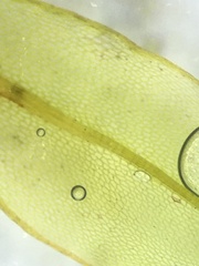 Ptychostomum capillare