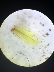 Ptychostomum capillare