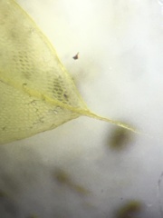 Ptychostomum capillare