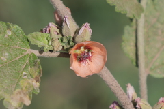 Sphaeralcea bonariensis