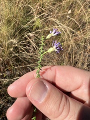 Symphyotrichum walteri