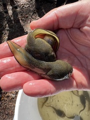 Lithobates heckscheri