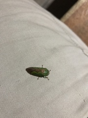Folicana