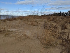 Sporobolus rigidus magnus