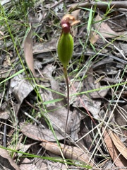 Caladenia transitoria
