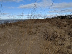 Sporobolus rigidus magnus