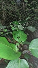 Calathea lutea