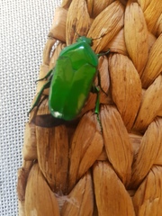 Ischiopsopha wallacei