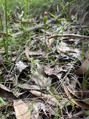 Caladenia transitoria