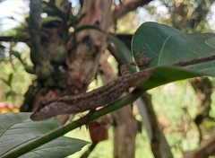 Anolis