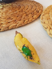 Ischiopsopha wallacei