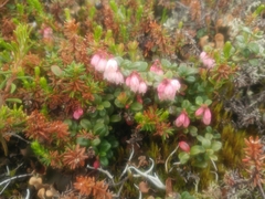 Papilio machaon aliaska