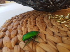 Ischiopsopha wallacei